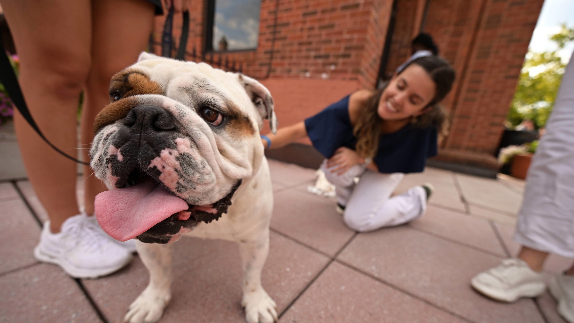 Jack the Bulldog closeup with students in the background