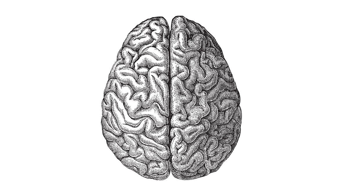 Black and white illustration of a brain from the top