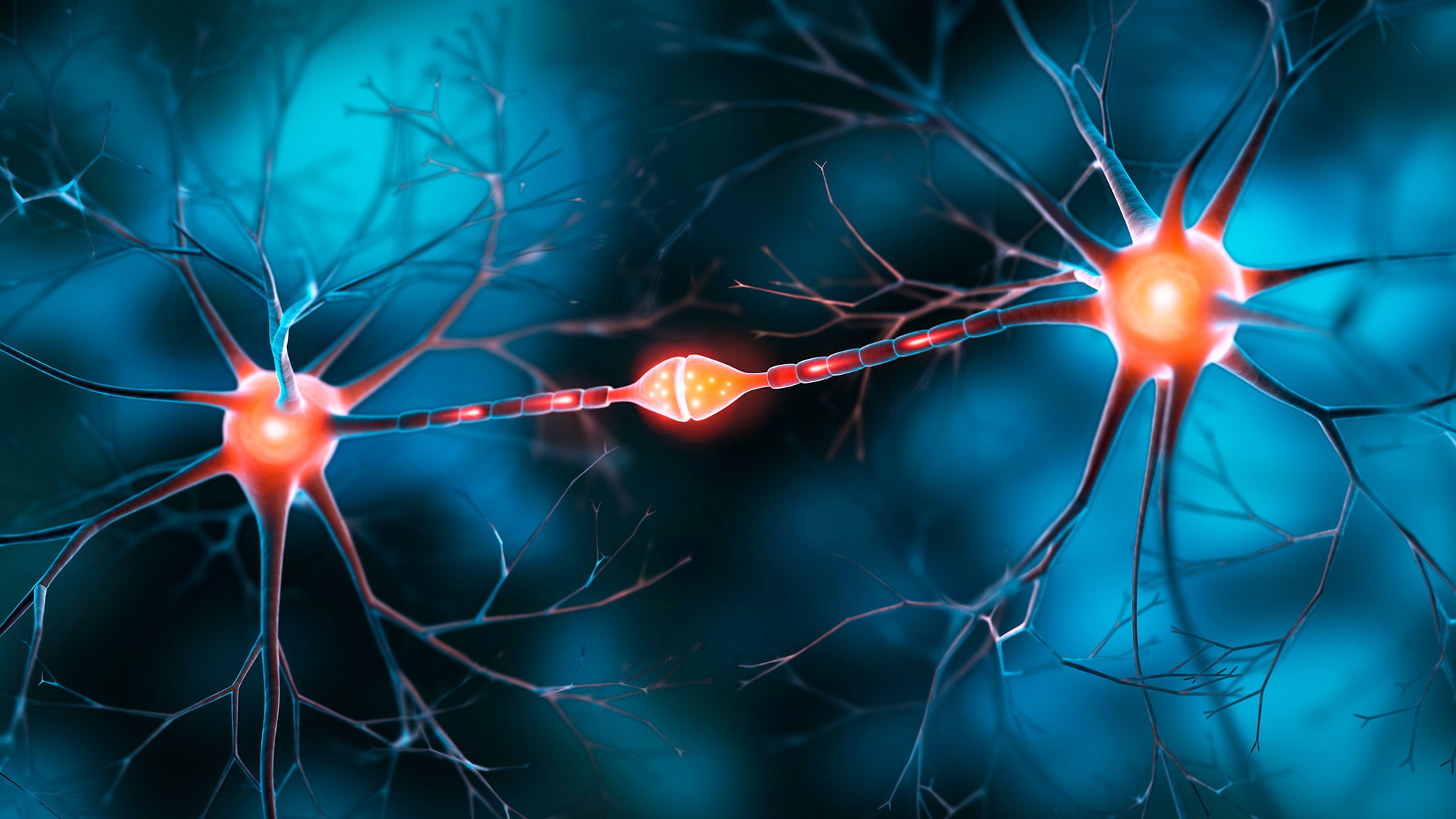 Illustration of two neurons in the brain communicating via a synapse